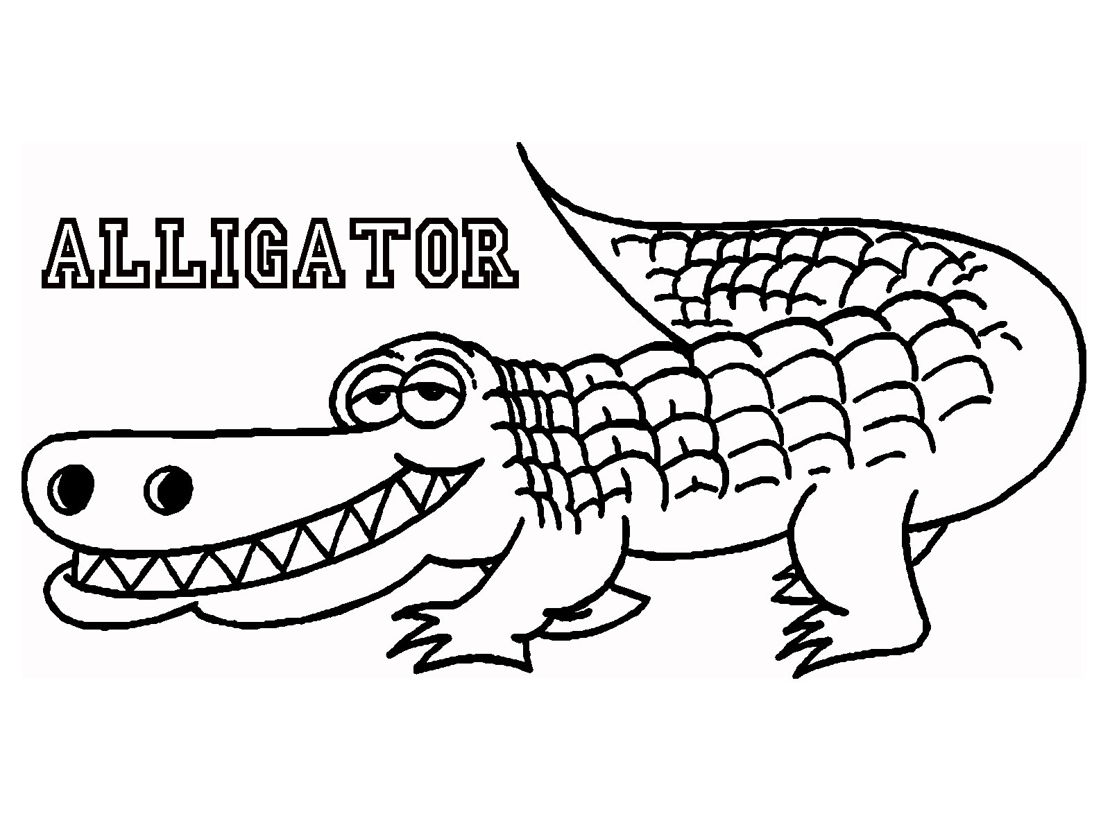 1600x1200 Latest American Alligator Coloring Page Drawin