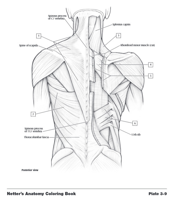 558x653 Astounding Anatomy Coloring Pages 18 For Your Free Book Girls