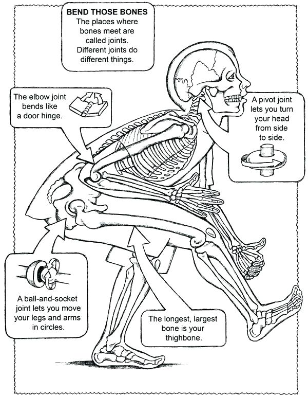 600x770 Circulatory System Coloring Page Circulatory System Coloring Free