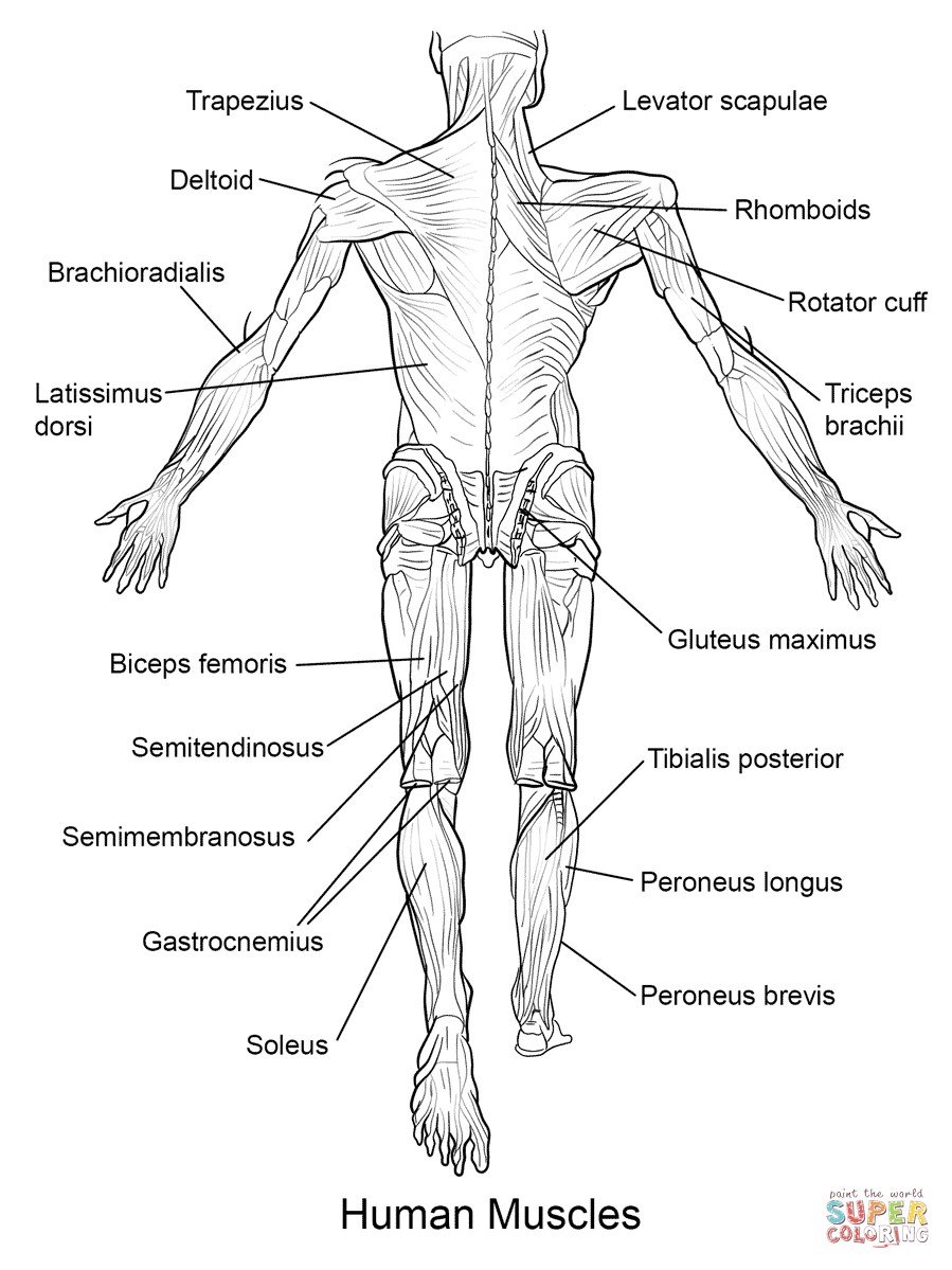 899x1199 Free Anatomy Coloring Pages Printable Inspirational Muscle
