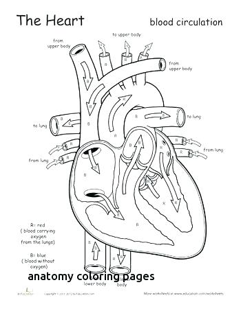 350x453 Free Anatomy Coloring Pages The Eye Anatomy Free Anatomy Coloring