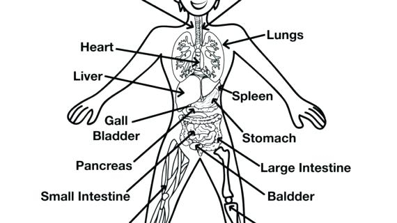 570x320 Free Printable Human Anatomy Coloring Pages Simple Free Printable