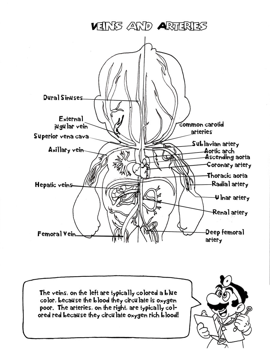 900x1165 Fresh Anatomy And Physiology Coloring Pages Free Design Free