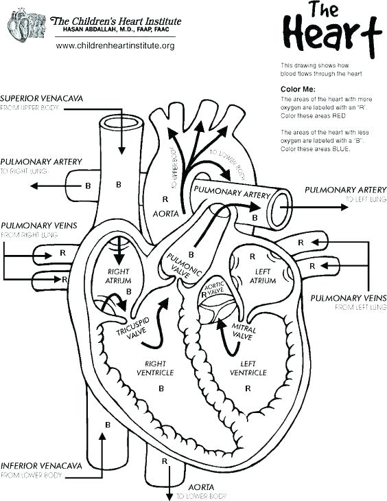 564x729 Skull Coloring Pages Anatomy Free Anatomy Coloring Pages Anatomy