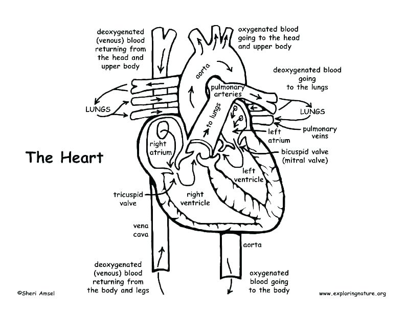 792x612 Anatomy And Physiology Coloring Book