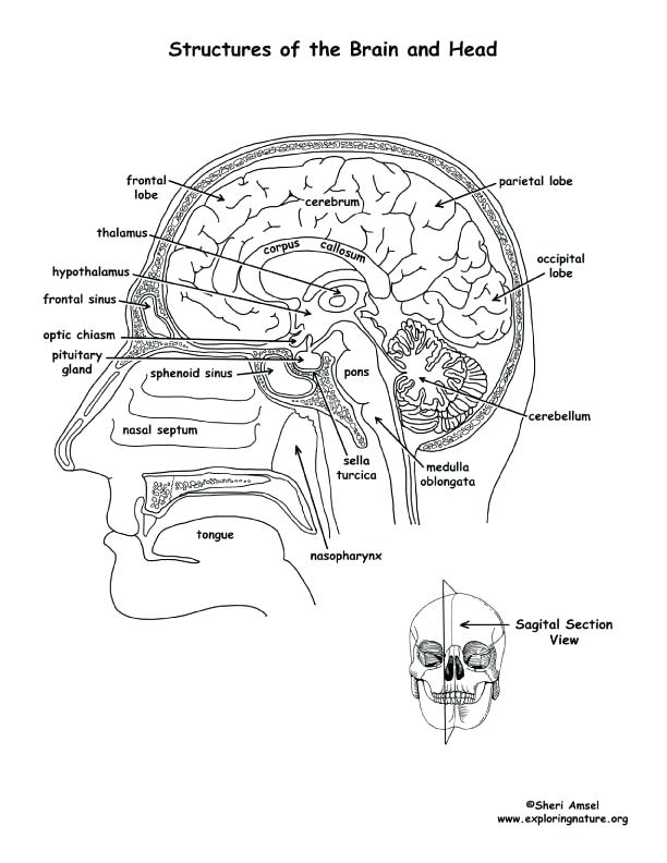 612x792 Anatomy Coloring Book Free Beautiful Brain Coloring Page And Brain