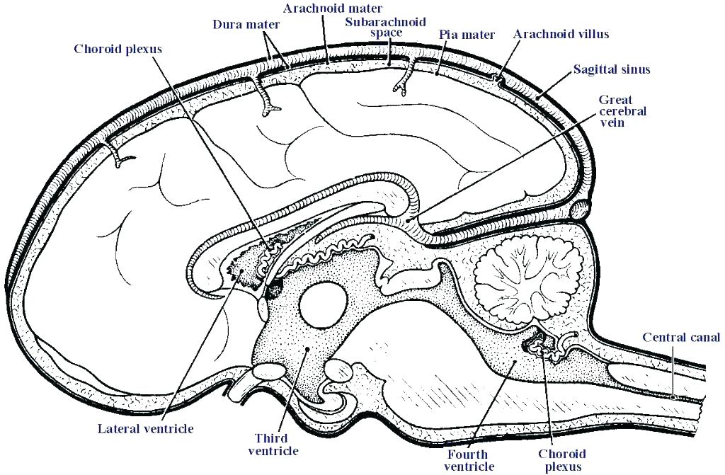 1024x671 Anatomy Coloring Page Anatomy Coloring Pages Eye