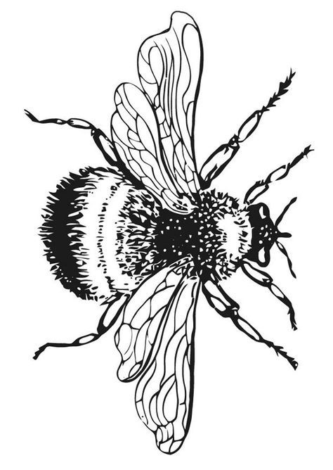 Free Bee Coloring Pages