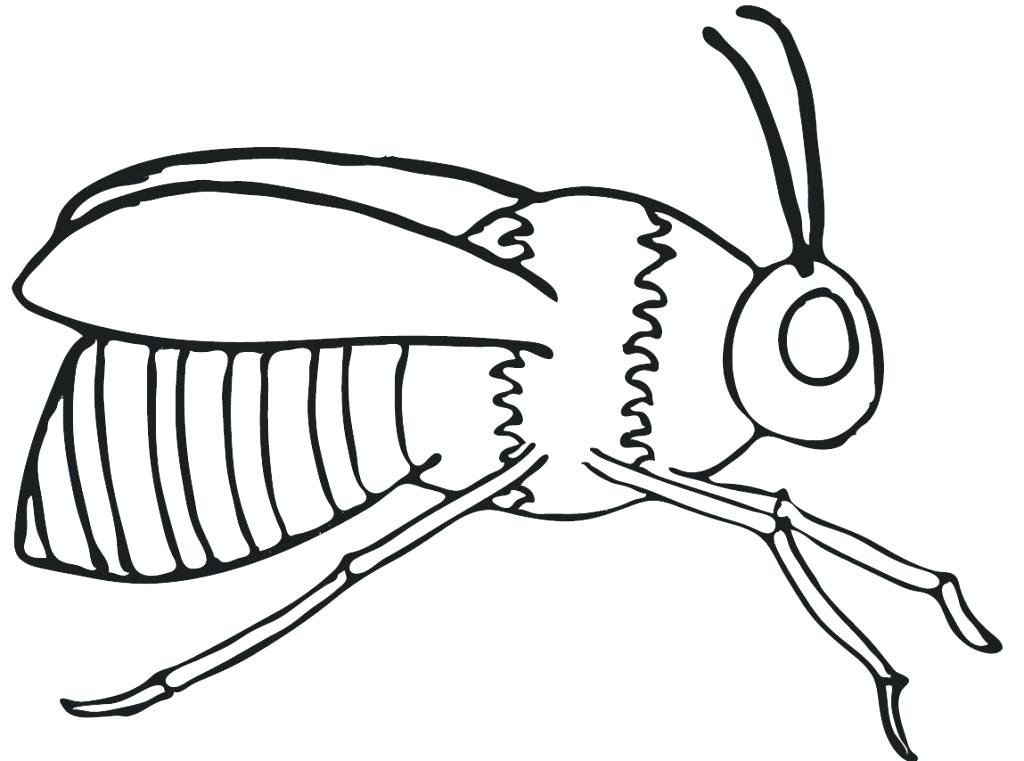 1024x761 Bumblebee Coloring Pages Bumble Bee Coloring Pages 6 Plain Bee