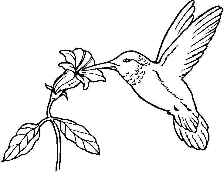 738x566 Free Printable Bird Coloring Pages Interesting Design Angry Birds