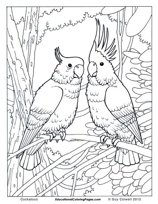 612x792 Adults Color Pages Free Printable Hummingbird Bookmarks Google