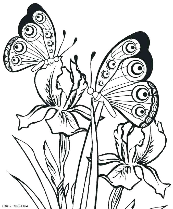 678x820 Coloring Pages Butterfly Butterflies Coloring Pages Butterfly