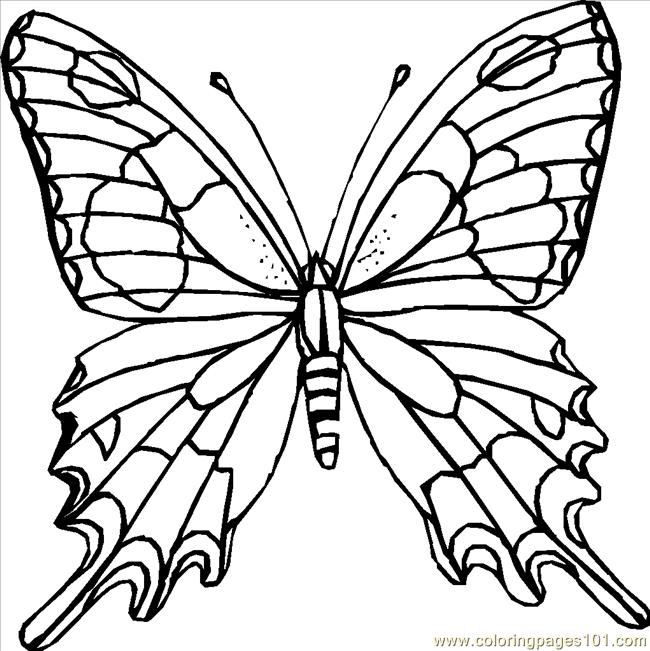 650x651 Butterfly Coloring Pages Online