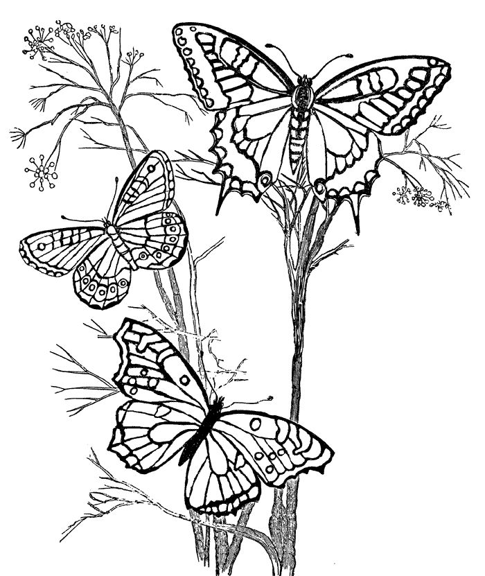 700x831 Adult Coloring Pages Butterfly. Coloring. Fall Butterfly. Adult