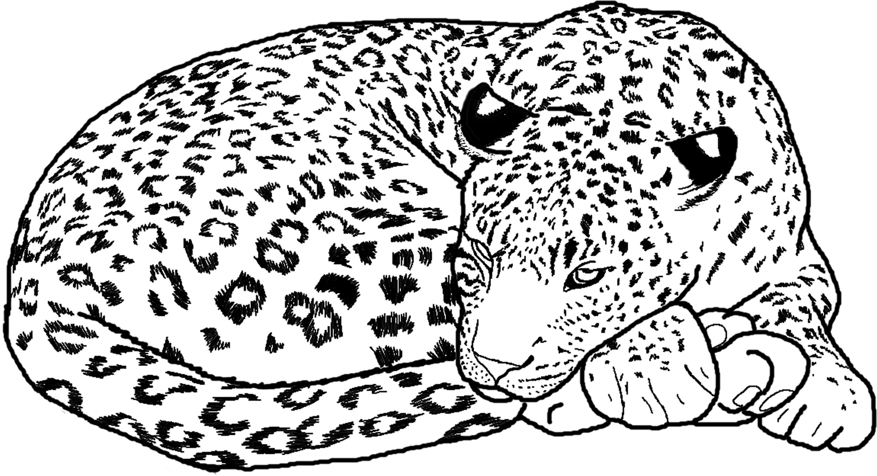 3000x1629 Cheetah Coloring Pages New Baby Cheetah Coloring Page Logo