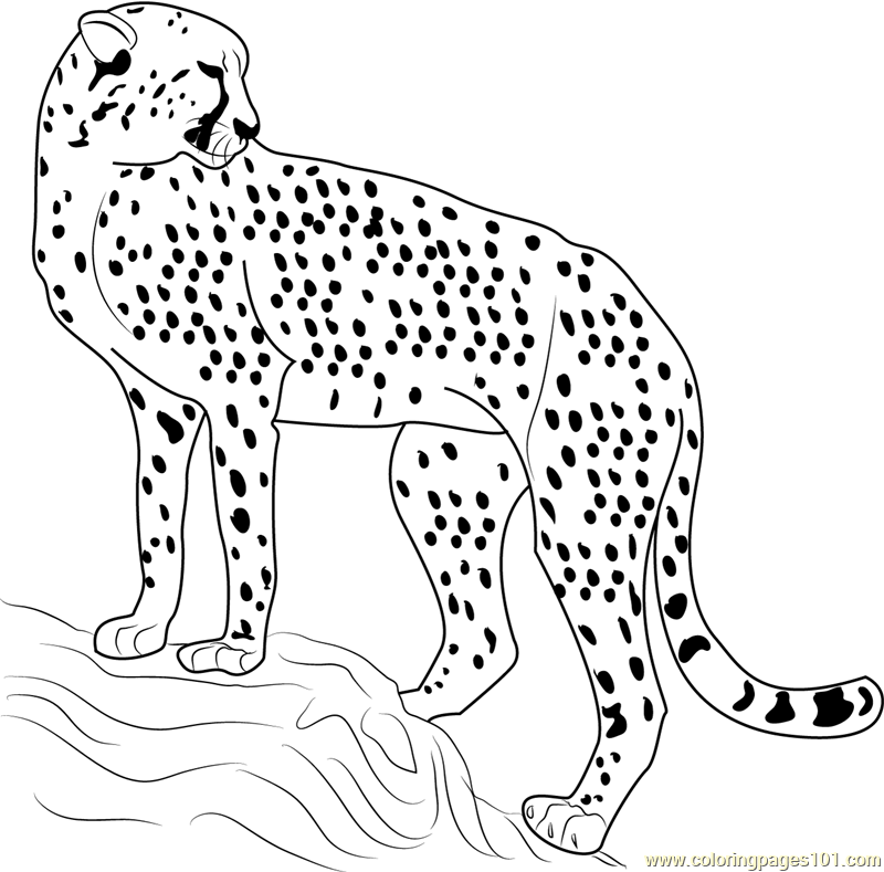 800x789 Cheetah Looking Back Coloring Page