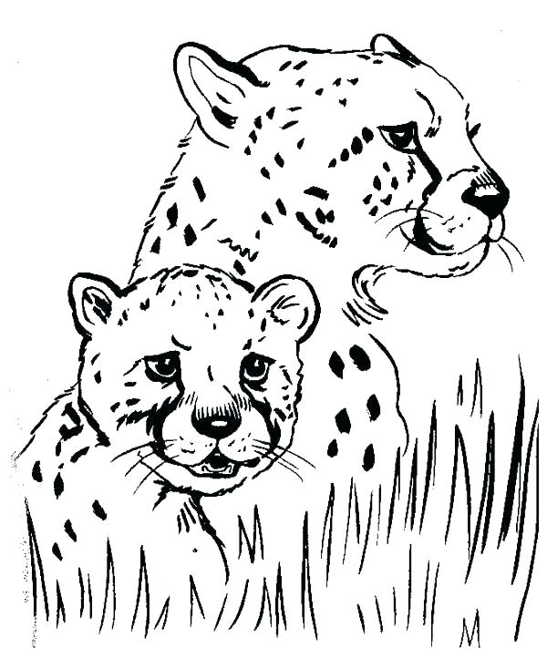 600x734 Cheetahs Color Cheetah Coloring Page Unique Cheetah Coloring Pages