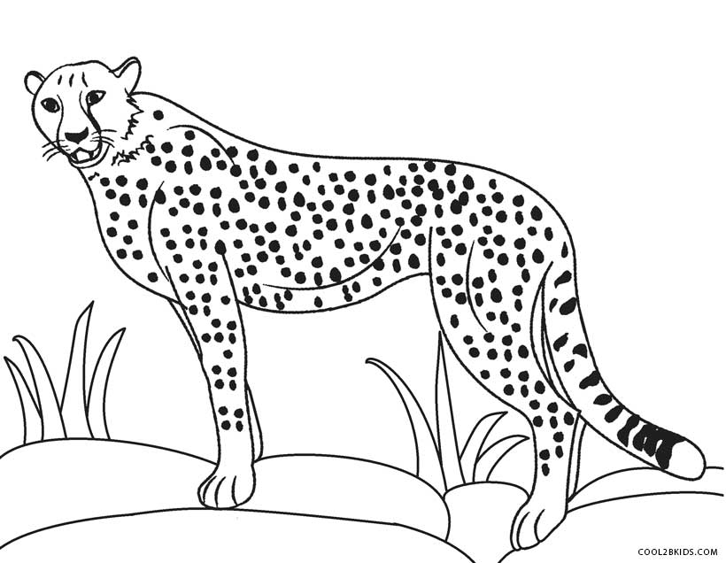 820x636 Printable Cheetah Coloring Pages For Kids Cool2bkids