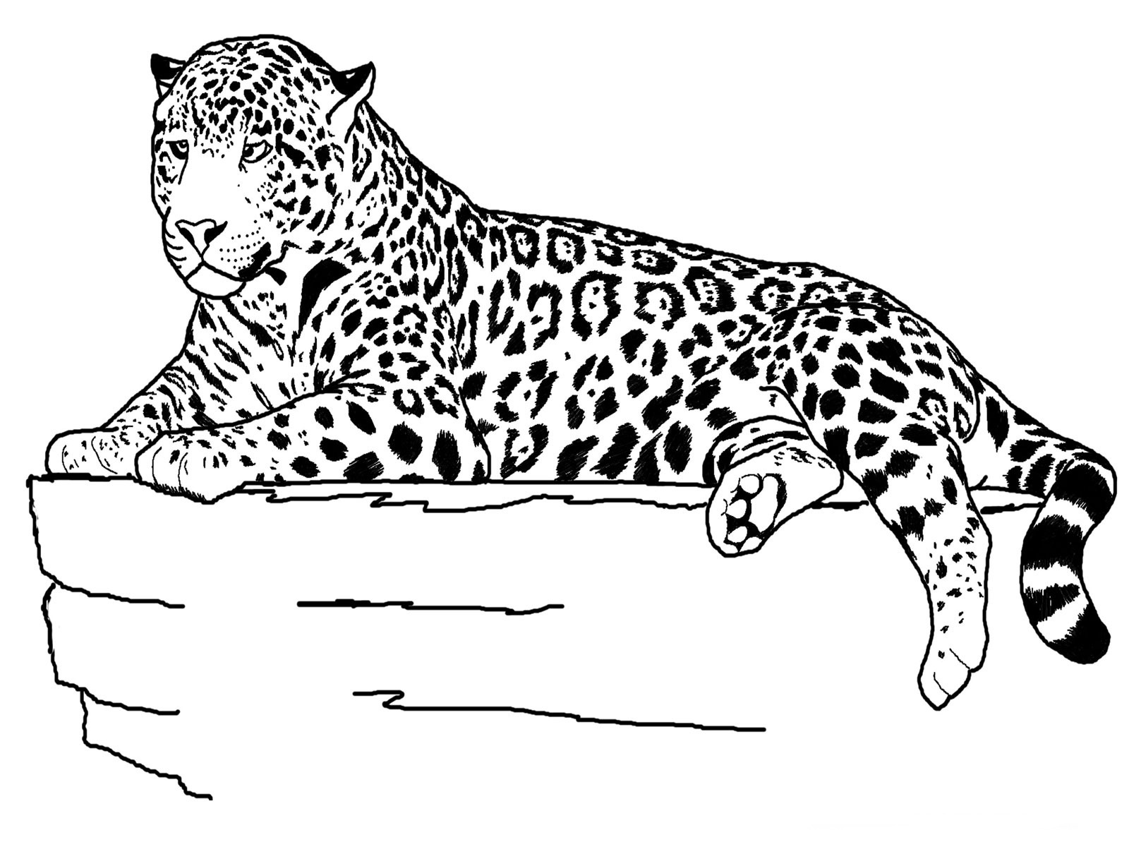 1600x1200 Cheetah Coloring Page Elegant Free Printable Cheetah Coloring