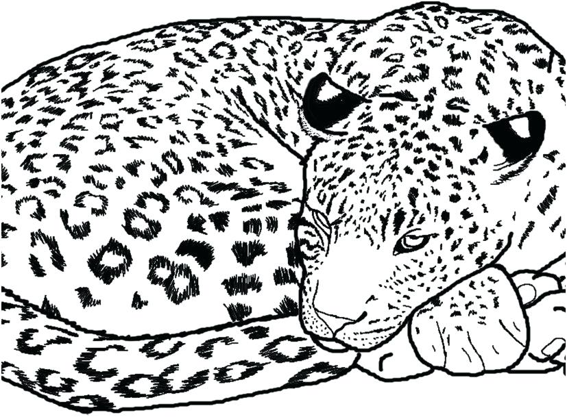 827x609 Cheetah Coloring Pages Animals Coloring Pages Photo Cheetah