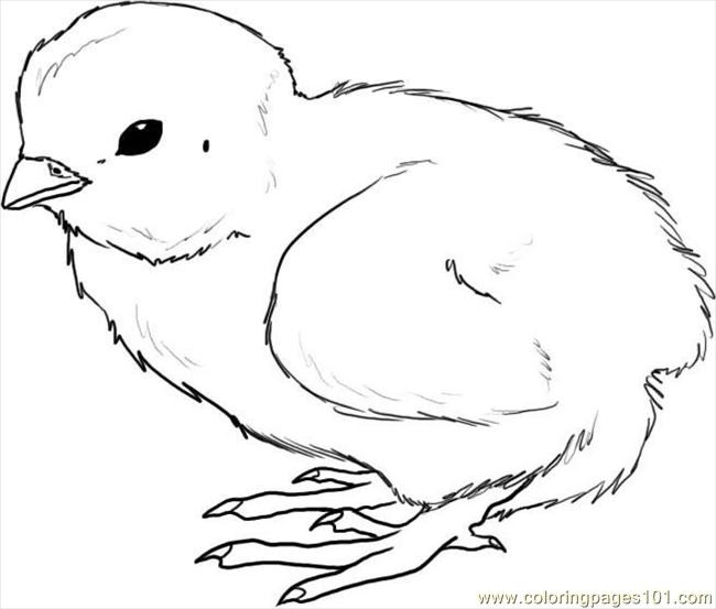 650x553 Chick Coloring Pages How To Draw A Chick Step 4 Coloring Page Free