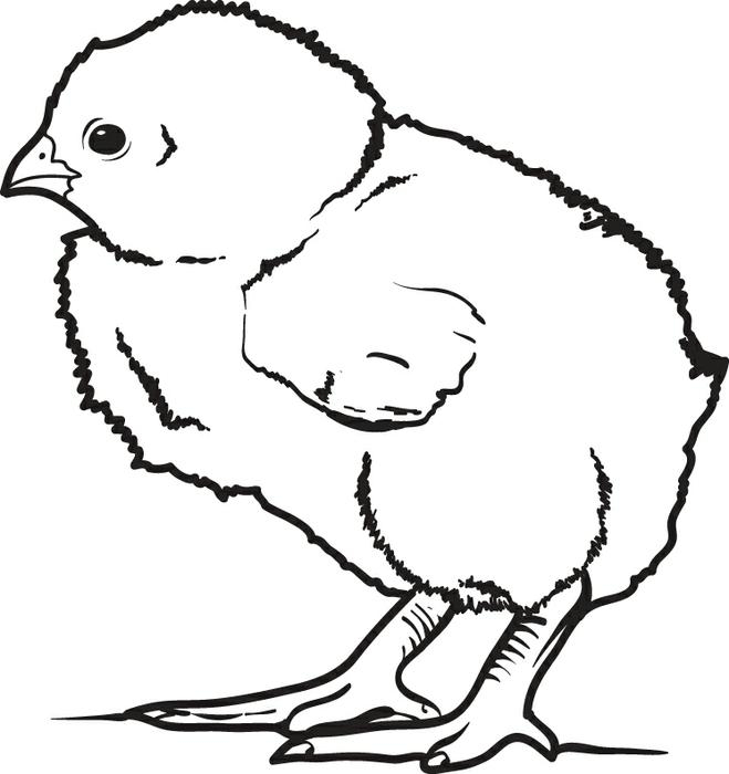 659x700 Free Printable Little Ba Chick Coloring Page For Kids Chicken