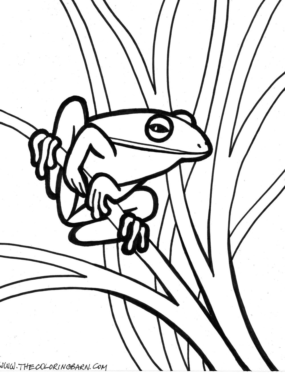1000x1310 Skill Realistic Frog Coloring Pages Clipart Pa