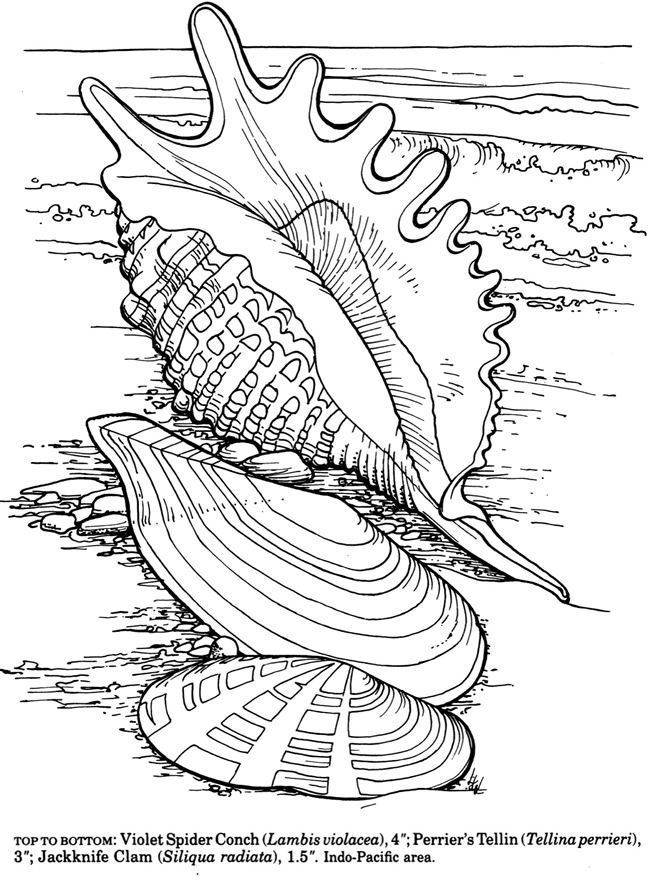 650x887 459 Best Amphibians Amp Sea Life Coloring Pages Images