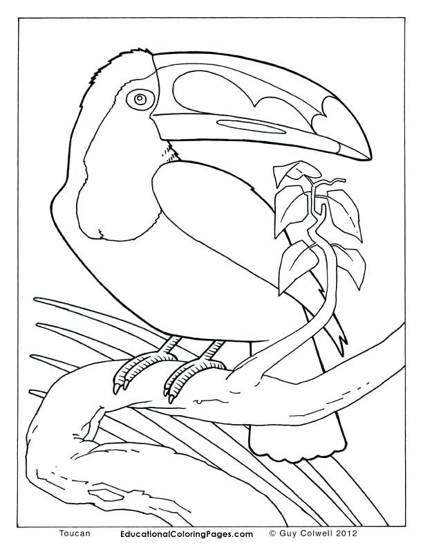 Free Coloring Pages Animals Realistic