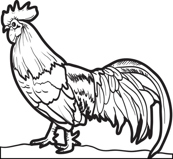 700x643 Coloring Pages Chickens Free Printable Realistic Chicken Coloring