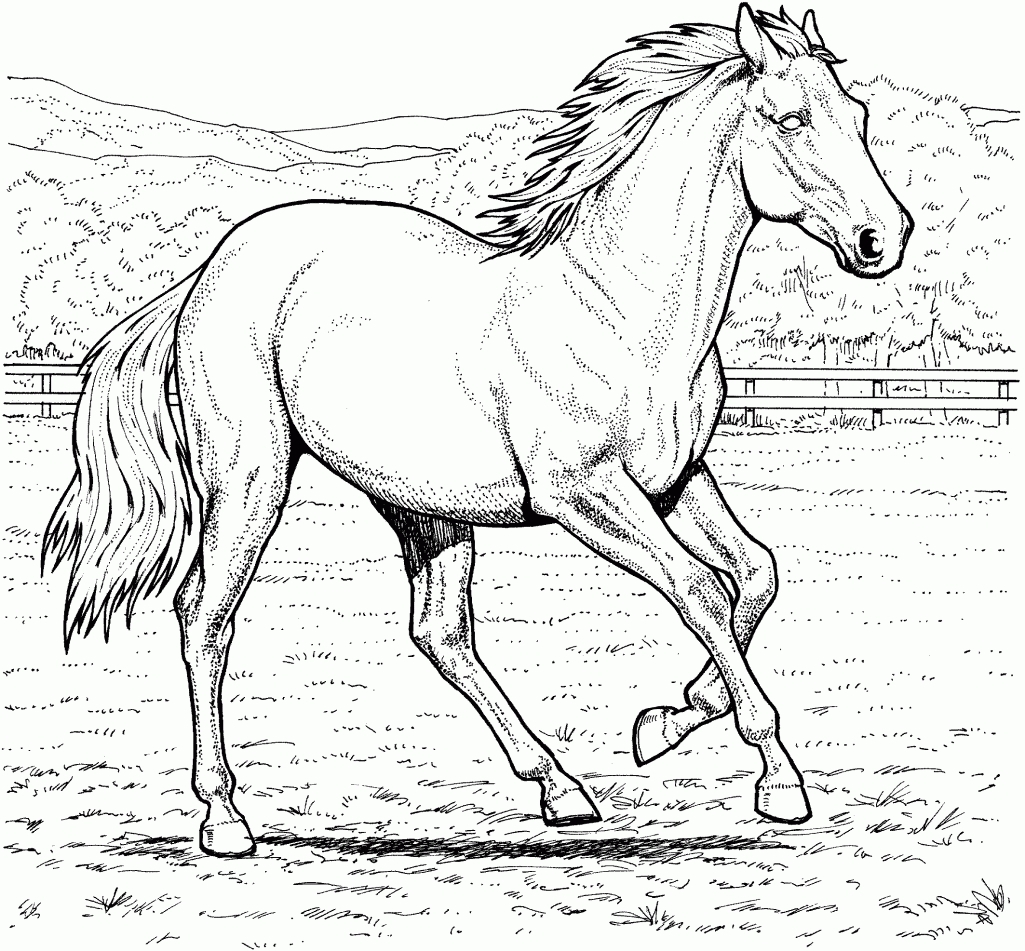 1025x951 Awesome Realistic Jungle Animal Coloring Pages Realistic Coloring