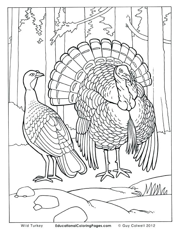 612x792 Realistic Coloring Pages Of Animals