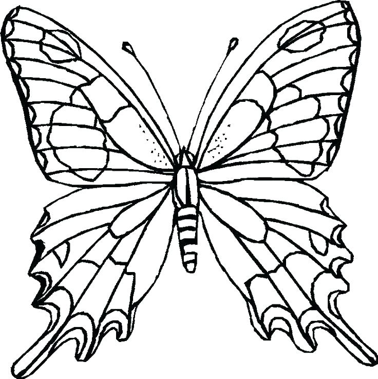 736x737 Free Coloring Pages Flowers Butterflies Flowers
