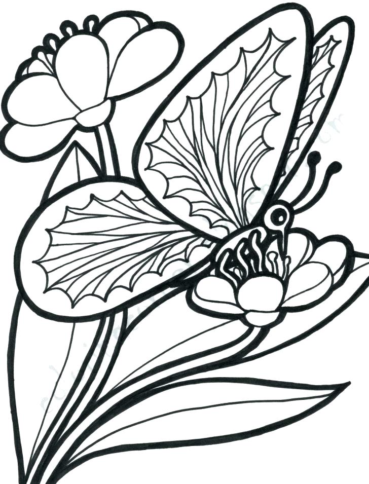728x955 Free Coloring Pages Flowers And Butterflies Flowers And Free