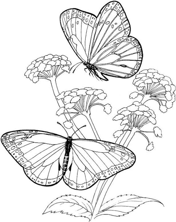 Free Coloring Pages For Adults Only