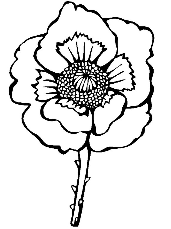 570x760 Remembrance Day Or Veteran's Day Coloring Pages An Important