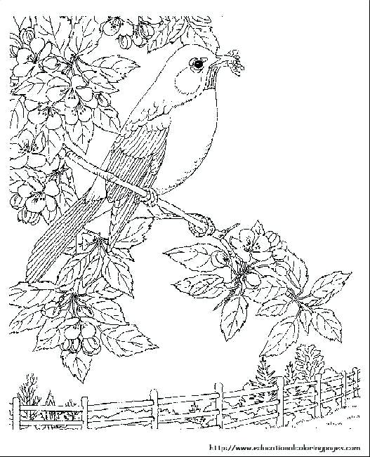527x651 Nature Coloring Pages Awesome Free Printable Nature Coloring Pages
