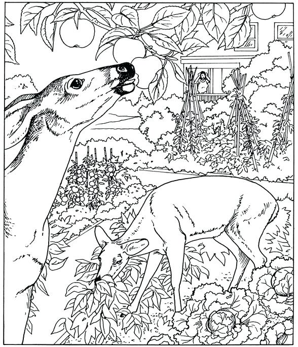 588x684 Nature Coloring Pages The Sun And Plants Of Nature Coloring Page
