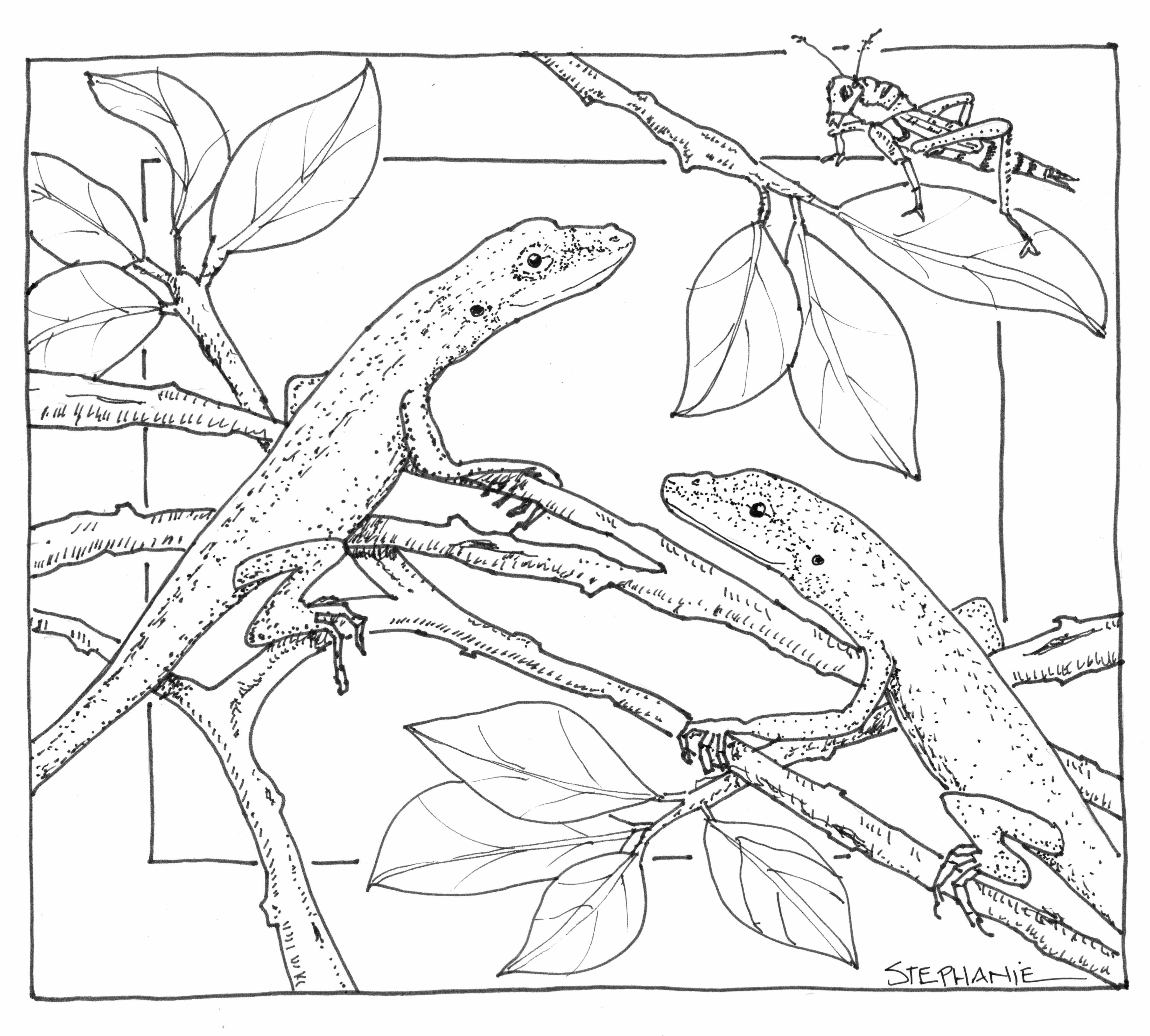 4436x3997 Nature Coloring Pages To Download And Print For Free Coloring