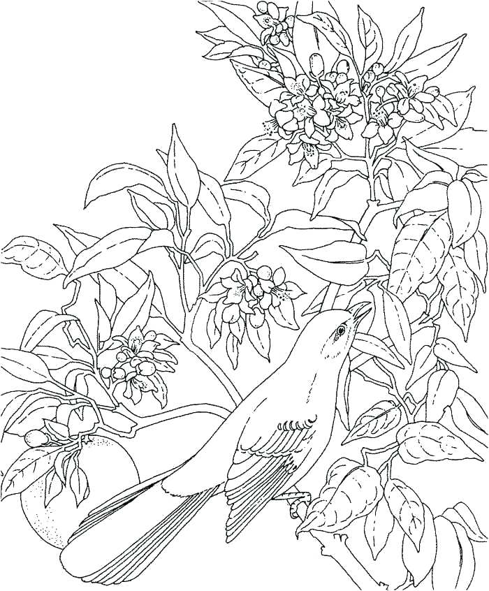 700x846 Free Printable Hawaiian Flowers Coloring Pages Of Flowers Free
