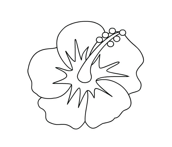 600x514 Free Printable Hawaiian Flowers Gallery Of Hibiscus Coloring Page