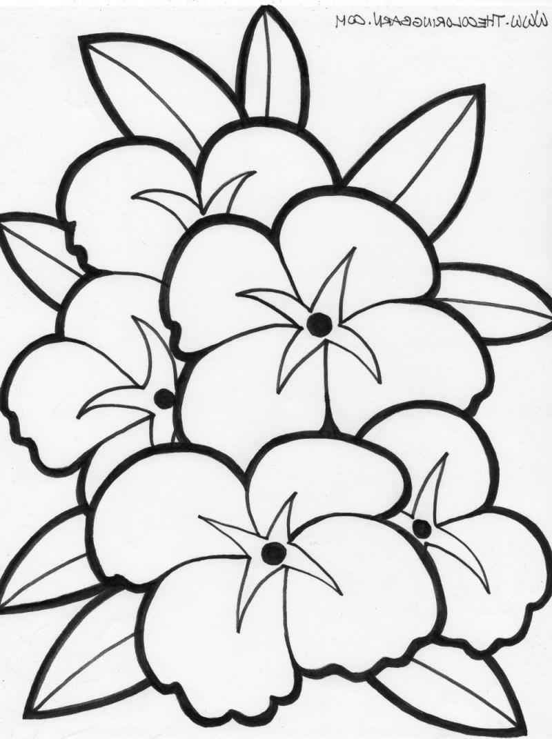 800x1071 Hawaiian Flowers Coloring Page Free Download