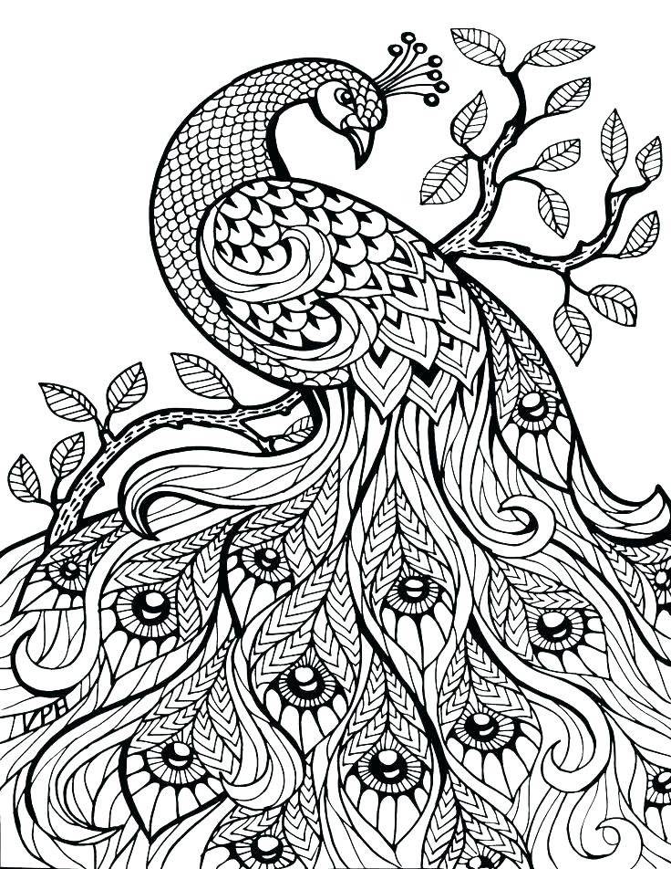 736x952 Australian Animals Coloring Pages Animal Coloring Pages Free
