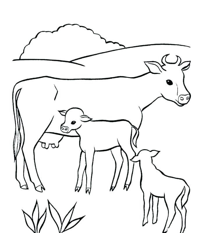 687x800 Coloring Pages Cow Cow Coloring Pages Cows Horse En Cute Baby