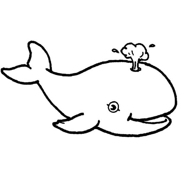 600x600 Astonishing Tiffany Animal Coloring Pages Cute Whale With Blowhole