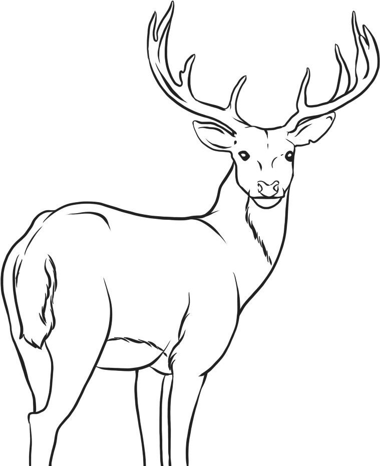 759x931 Deer Coloring Pages