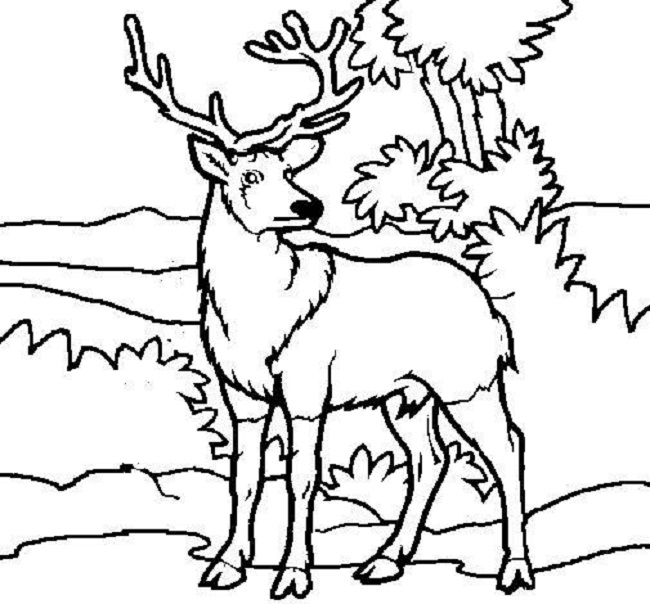 650x604 Deer Pictures To Color Free Printable Deer Coloring Pages For Kids