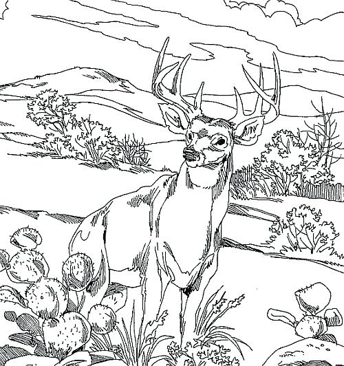 500x532 Pheasant 17 Enchanting Deer Hunting Coloring Pages Free Printable