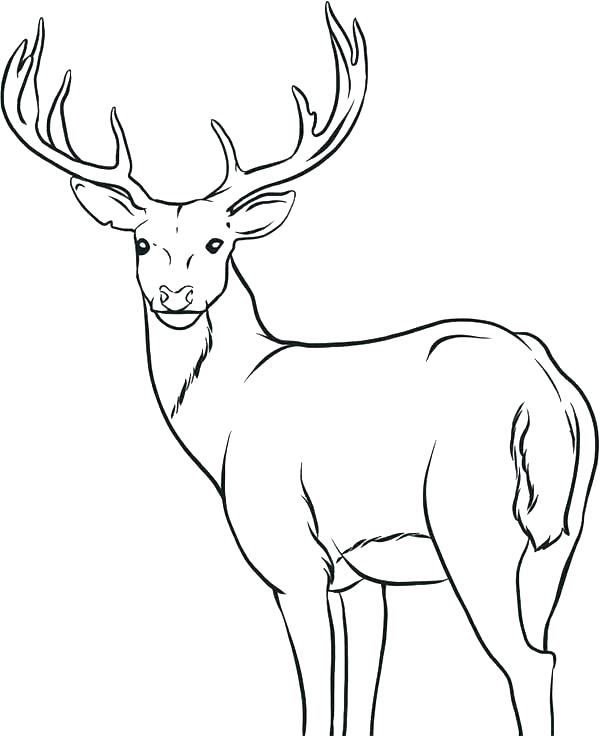 600x736 Coloring Pages Of Deer Deer Hunting Coloring Pages Free Deer