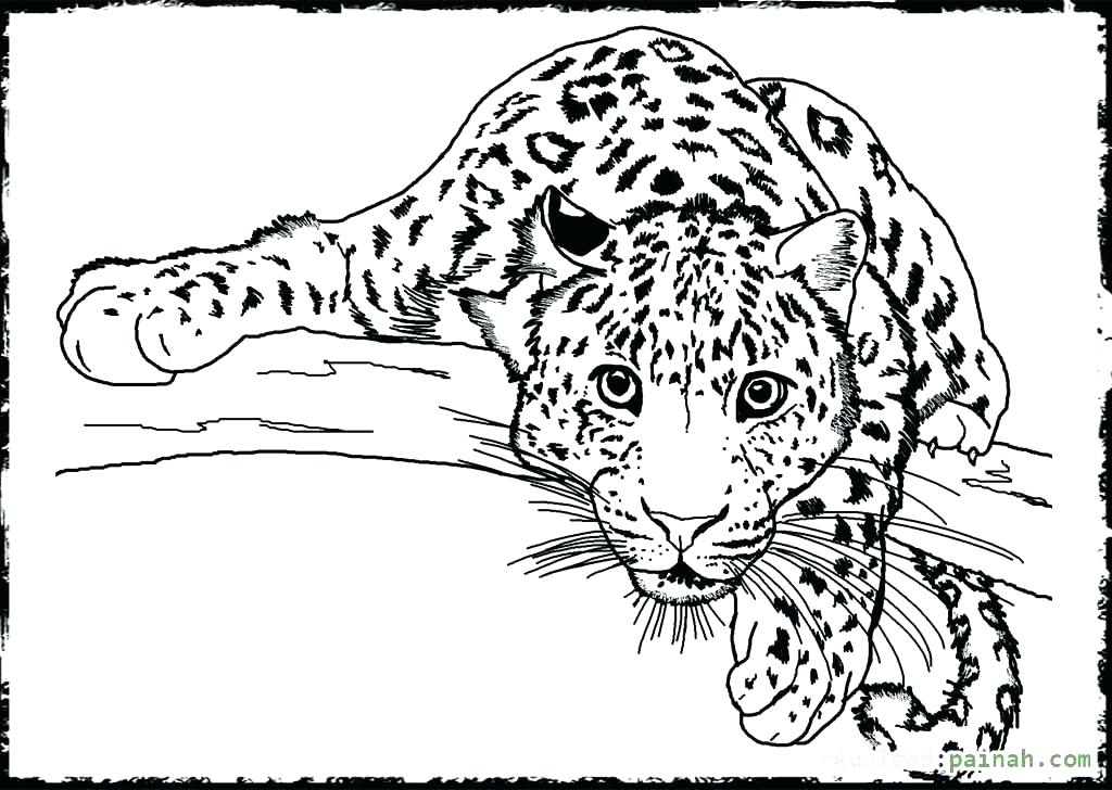 1024x728 Bison Coloring Pages Impair.co